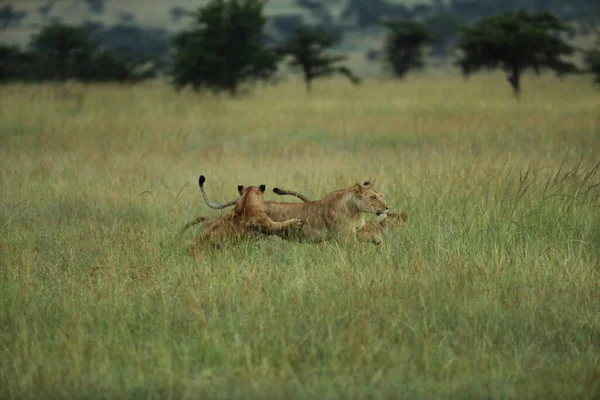 Vue Rapprochée Des Lionnes Des Petits Lions Pendant Safari Afrique — Photo