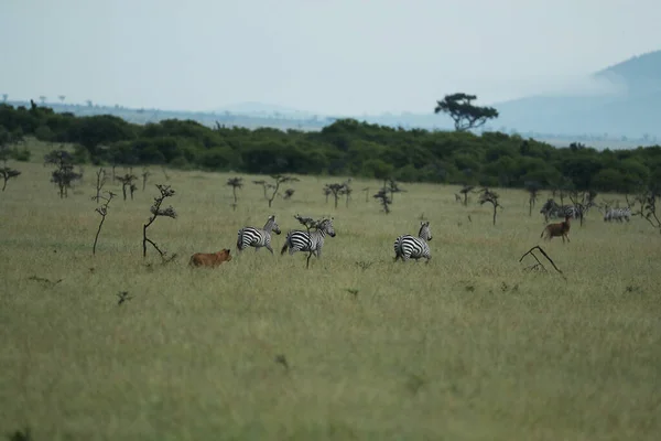 Lioness Hunting Zebras African Savanna — Stock Photo, Image