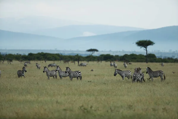 Зебры в естественной среде обитания — стоковое фото
