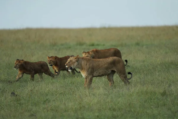 closeup view of lionesses and little lions during safari at Africa