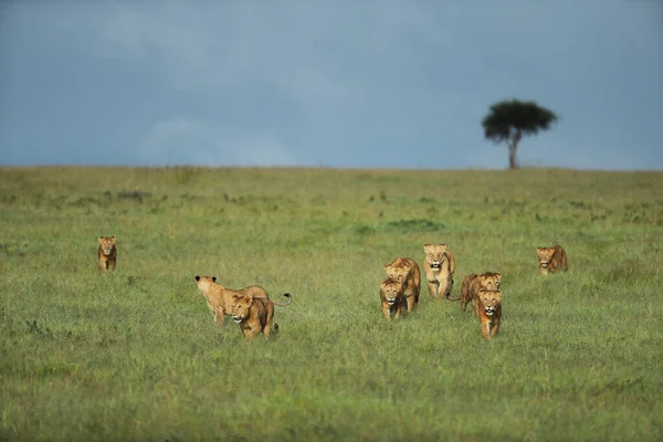 Κοντινή Προβολή Λιονταριών Και Λιονταριών Κατά Διάρκεια Σαφάρι Στην Αφρική — Φωτογραφία Αρχείου