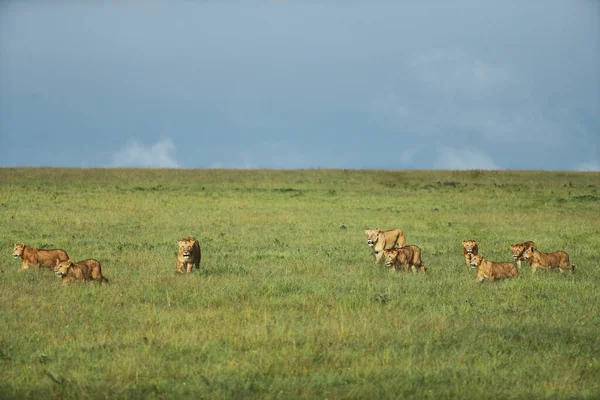Κοντινή Προβολή Λιονταριών Και Λιονταριών Κατά Διάρκεια Σαφάρι Στην Αφρική — Φωτογραφία Αρχείου
