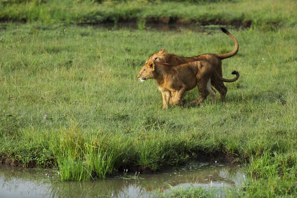 Primo Piano Vista Leonesse Piccoli Leoni Durante Safari Africa — Foto Stock