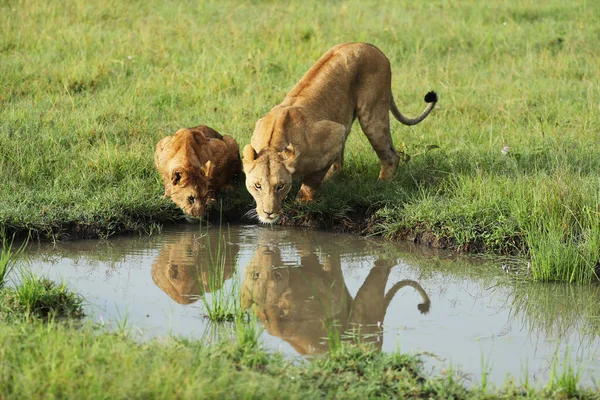 Leões Sedentos Bebendo Água Quênia — Fotografia de Stock