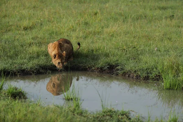 Leones Sedientos Agua Potable Kenia — Foto de Stock