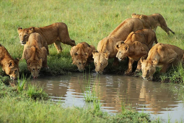 Lions Assoiffés Eau Potable Kenya — Photo