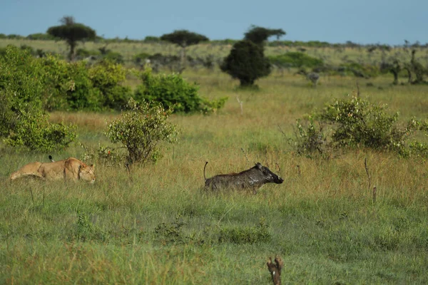Полювання Левицю Кенії — стокове фото