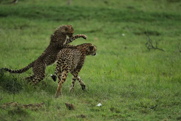 Grupo Jovens Guepardos Brincalhões Savana Africana — Fotografia de Stock