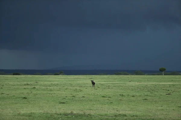 Vista Primer Plano Leonas Leoncillos Durante Safari África — Foto de Stock