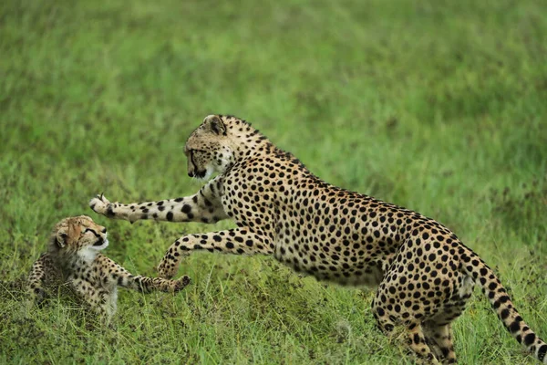 Група Молодих Грайливих Гепардів Африканській Савані — стокове фото