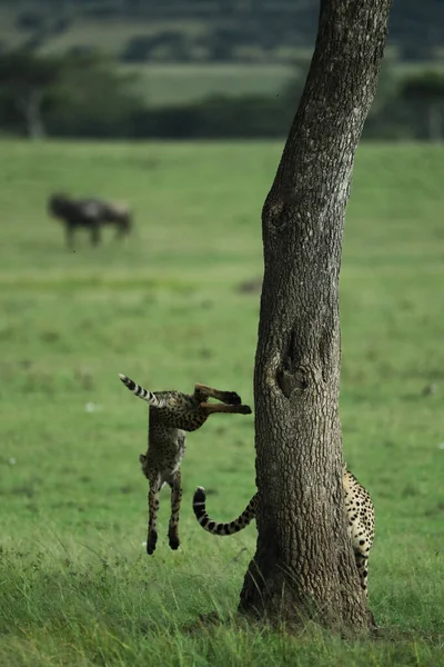 Cheetahs Climbing Tree Kenya Savanna — Stock Photo, Image
