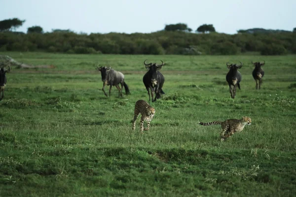 Бігають Гепарди Полювання Кенії Саванна — стокове фото