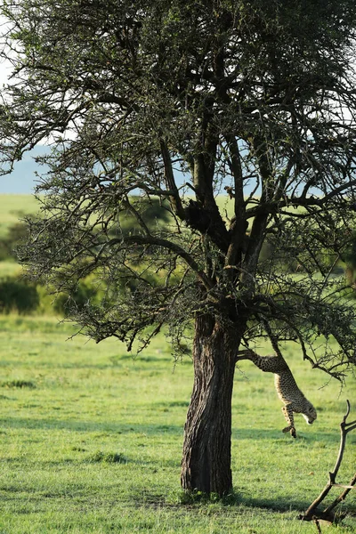 Ghepardi Che Arrampicano Sull Albero Kenya Savana — Foto Stock