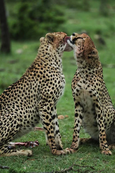 Skupina Mladých Hravých Gepardů Africké Savaně — Stock fotografie
