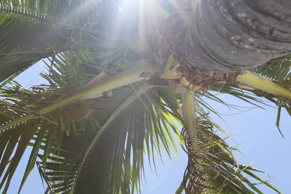 Kokospalmträd Blå Himmel Resekort Retrotonad Mjuk Inriktning — Stockfoto
