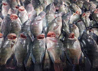 Piyasada Taze Tilapia