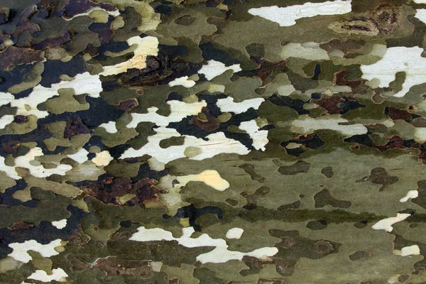 Écorce Sycomore Sur Texture Tronc Arbre Modèle Fond Militaire Camouflage — Photo