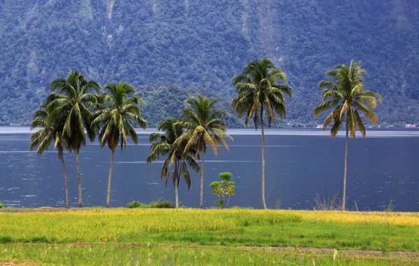 Grupo Palmeiras Lago Maninjau Sumatra Ocidental Indonésia — Fotografia de Stock