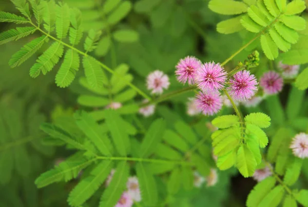 Mimosa Pudika Bitkisi Çiçek Açmış Pembe Bir Çiçek Dokunulduğunda Hassas — Stok fotoğraf