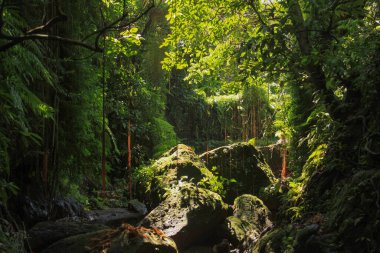 Yoğun ekvatoral bitki örtüsü, yüksek verimli tropikal yağmur ormanları ve sıcak güneş ışınlarıyla sarkan liana ağaçları.