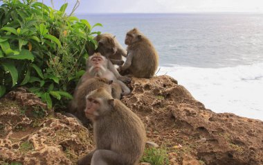 Uluwatu Tapınağı, Bali, Endonezya 'daki kayalıklarda toplanan beş Macak grubu.