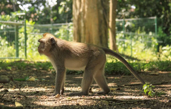 Männliches Makaken Ganzkörperprofil Ubud Monkey Forest Bali Indonesien — Stockfoto