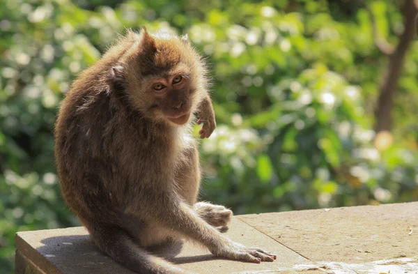Macaque Kijkend Poserend Camera Bij Ubud Monkey Forest Bali Indonesië — Stockfoto