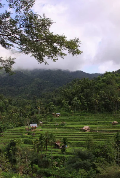 인도네시아 기슭에는 오두막들이 아름다운 풍경이 펼쳐져 있습니다 농사에서 수확하기 — 스톡 사진