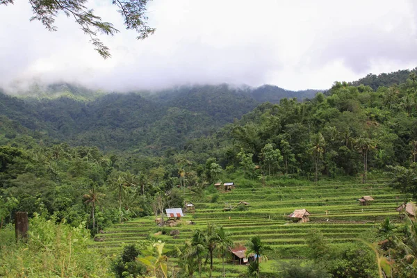 Pirinç Tarlası Endonezya Bali Bir Dağın Eteğinde Kulübeleri Olan Güzel — Stok fotoğraf