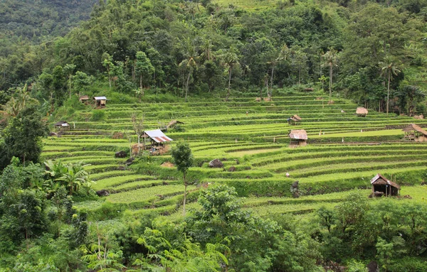 Yeşil Çeltik Tarlası Endonezya Bali Bir Dağın Eteğinde Kulübeleri Olan — Stok fotoğraf