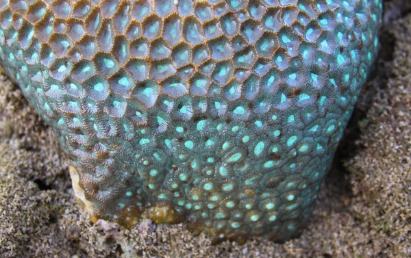 Detalhe Close Cor Turquesa Padrão Estrutura Complexa Abacaxi Cérebro Coral — Fotografia de Stock