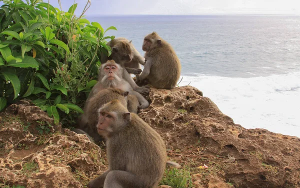 Groep Van Vijf Macaques Grooming Kliffen Van Uluwatu Tempel Bali — Stockfoto