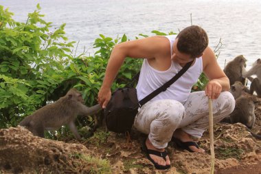 Uluwatu Tapınağı, Bali, Endonezya 'da turist çantasından cesur bir maymun çalıyor.