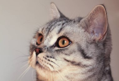 Beyaz arka planda gri kedi kafası portresi, detaylarla oynayan kedi.