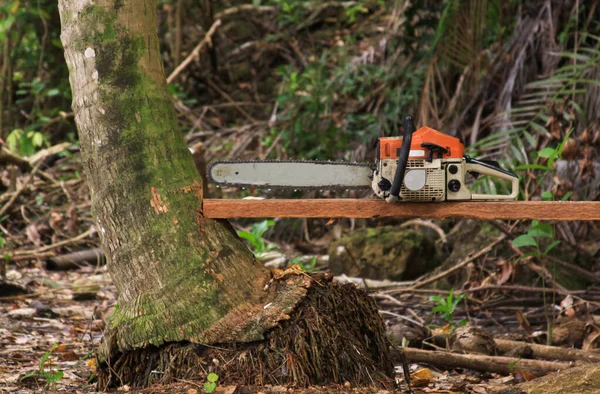 Sierra Cadena Madera Utilizada Para Talar Árboles Bosque Sumatra Indonesia Fotos de stock libres de derechos