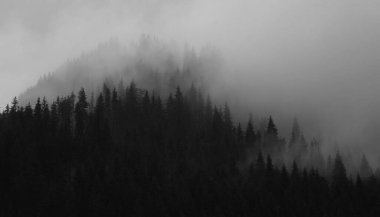 Romanya 'nın Transilvanya kentinde siyah ve beyaz çam ağaçları ormanları ve bulutlar