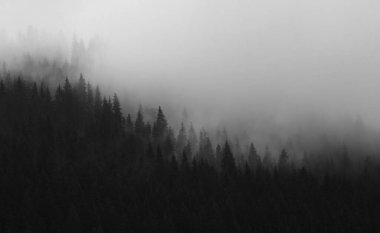 Romanya 'nın Transilvanya kentinde siyah ve beyaz çam ağaçları ormanları ve bulutlar