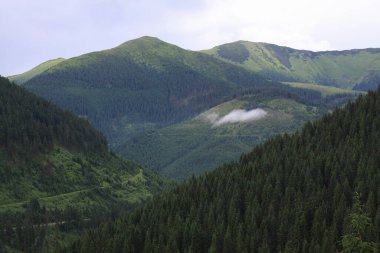 Rodnei dağları, Karpat dağları, Transilvanya ve Romanya 'daki vadi üzerindeki bulut ve orman