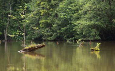 Romanya 'nın Transilvanya kentindeki Lacu Rosu Gölü. Lacu Rosu, Romanya 'nın Cheile Bicazului ve Ceahlau Dağları yakınlarındaki popüler bir seyahat beldesi. Kızıl Göl, baraj gölüdür.