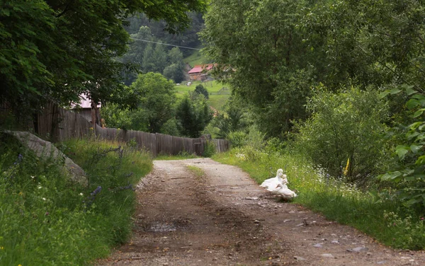 Fehér Kacsák Ország Kövezetlen Úton Egy Faluban Erdélyben Románia — Stock Fotó