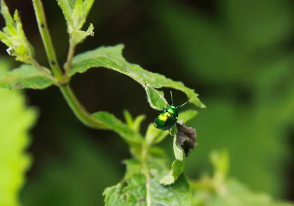 Insecto Brillante Parecido Una Gema Hoja Verde — Foto de Stock