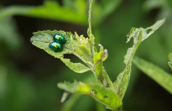 Two gem-like shiny insects on green leaf