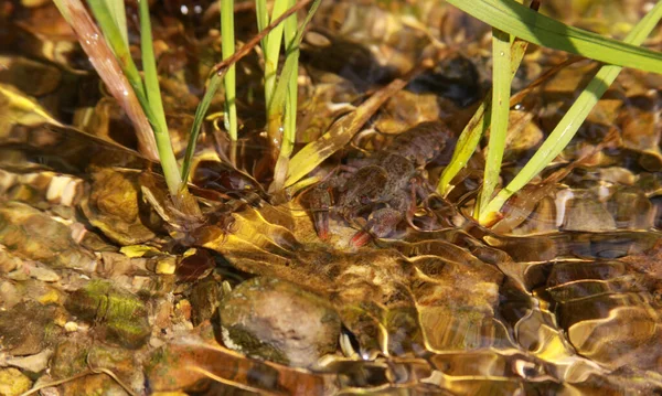 Astacus Astacus Cangrejos Nobles Cangrejos Río Europeos Cangrejos Río Dedos — Foto de Stock