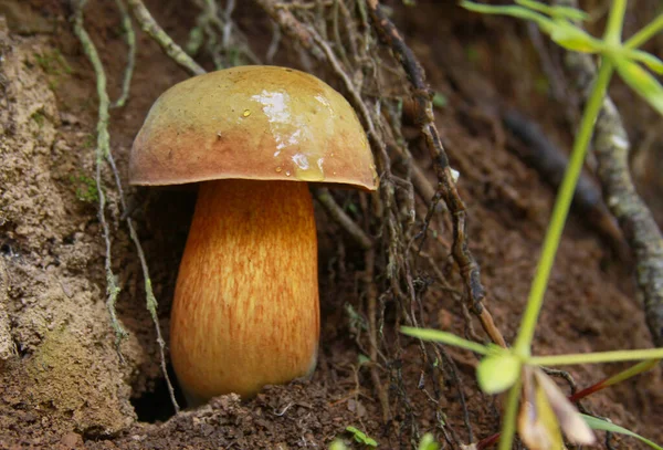 Boletus Calopus Bosque Bolete Hongo Ambiente Natural Bolete Abedul Leccinum —  Fotos de Stock