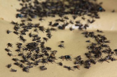 Sinek kapanı kağıdındaki ölü sinekler. Sinek yakalamak için kullanılan yapışkan bir kağıt.