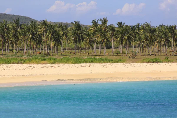 야자수 은인도 이국적 낙원으로서 아름다운 모래사장 청록색 — 스톡 사진