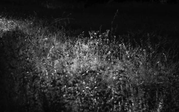 Schwarz Weiße Kräutervegetation Detail Von Blumen Und Gras Feld — Stockfoto