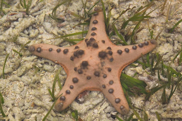 Estrela Mar Laranja Fundo Oceano Arenoso Com Algas Verdes Águas — Fotografia de Stock