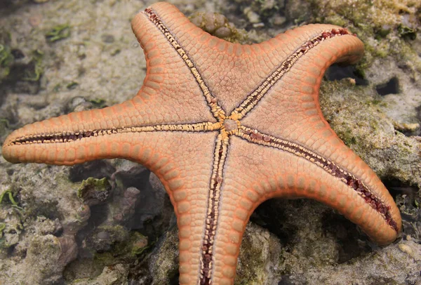 橙色的海星转过来观察海底的细节和结构 — 图库照片