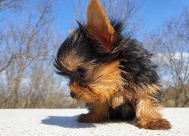 Dışarıdaki neşeli yavru Yorkshire Teriyeri 'nin yakın çekimi. Genç ve tatlı Yorkie yavrusunun ön portresi ve ayrıntıları bulanık arka planla dışarıda oynuyor..